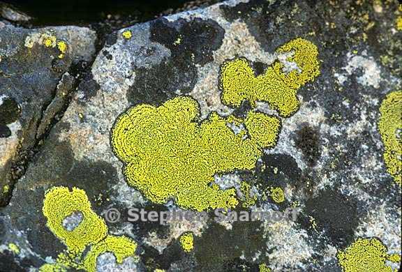 rhizocarpon geographicum group 5 graphic