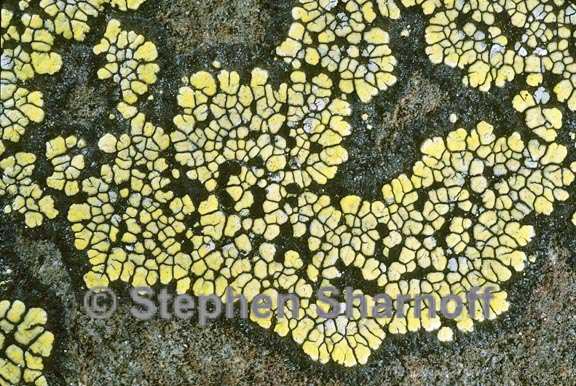 rhizocarpon geographicum group 7 graphic