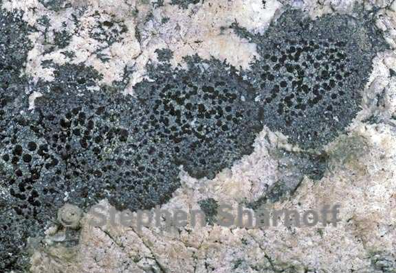 rhizocarpon obscuratum 1 graphic