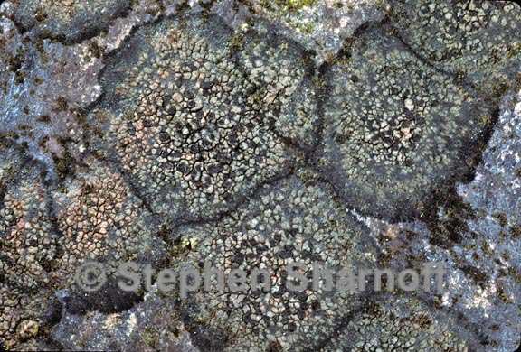 Rhizocarpon obscuratum image