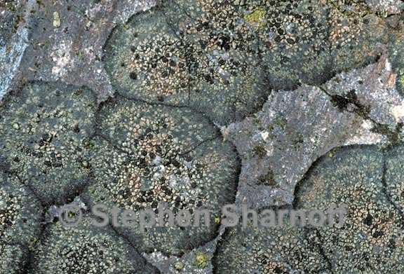 rhizocarpon obscuratum 4 graphic
