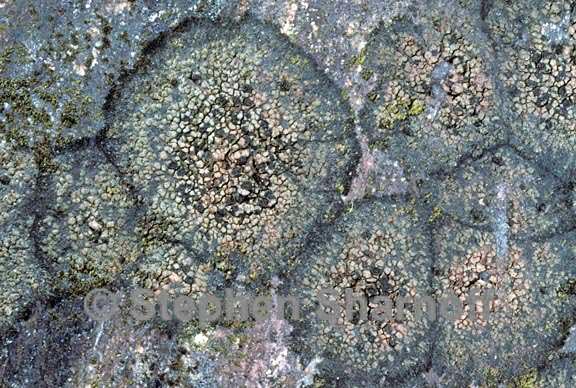 rhizocarpon obscuratum 5 graphic