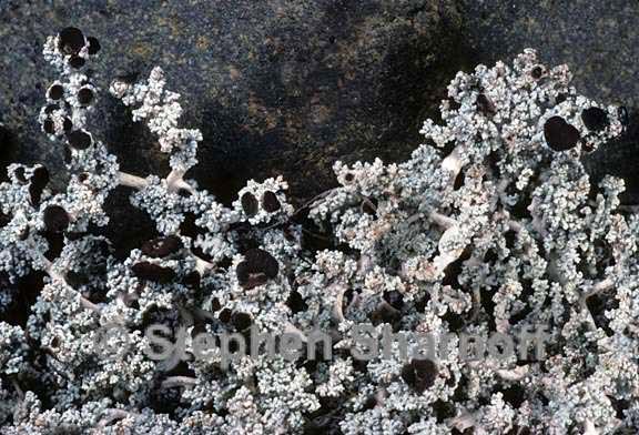 stereocaulon intermedium prob graphic