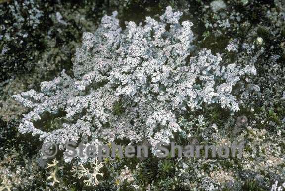 Stereocaulon rivulorum image