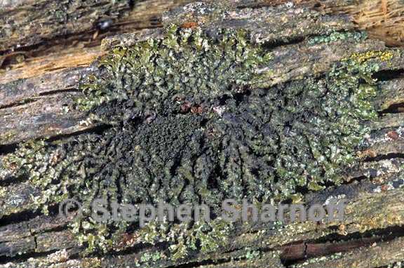 Tuckermanella coralligera image