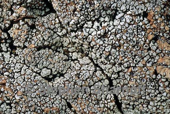 lichen 1044.27 graphic