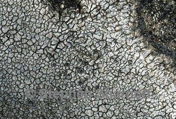 lichen 68 graphic