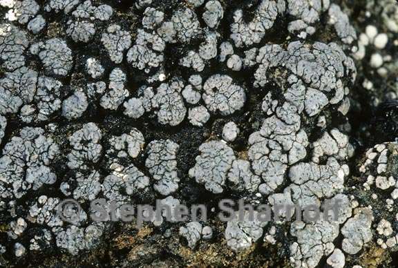 lichen 70 graphic