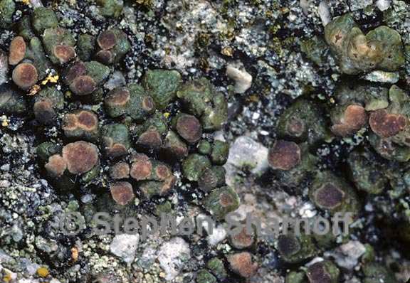 lichen 75 graphic