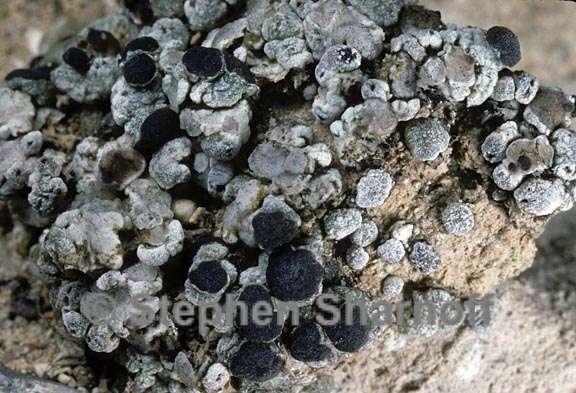 lichen 1271.36 graphic