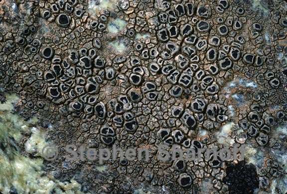 lichen 87 graphic