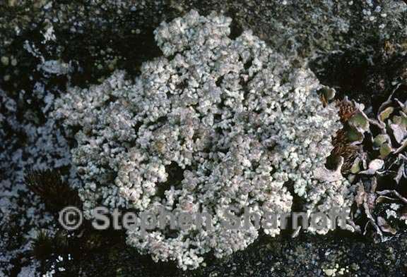 lichen 1355.22 graphic