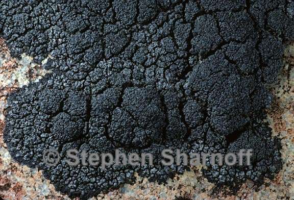 lichen 92 graphic