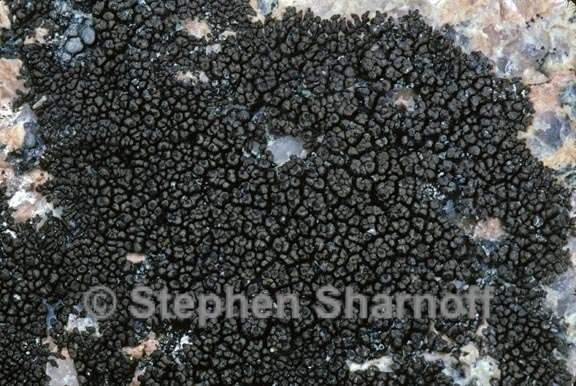 lichen 1373.17 graphic