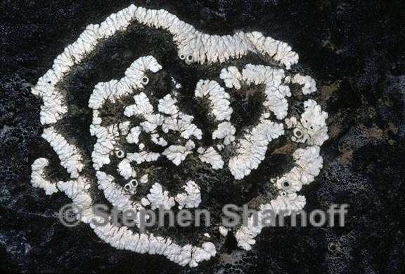 lichen 98 graphic