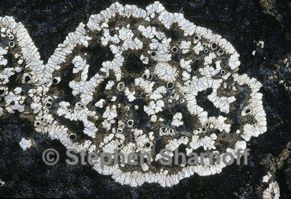 lichen 99 graphic