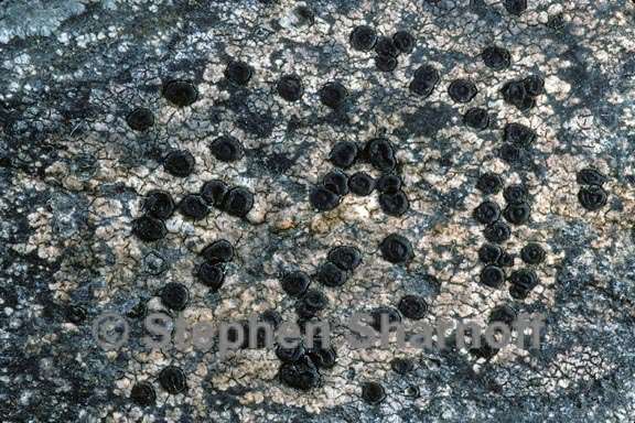 lichen 122 graphic