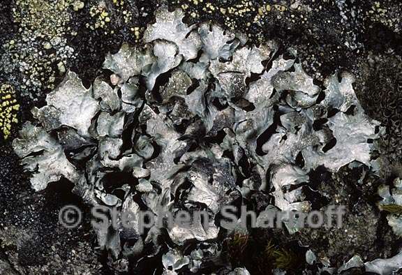 lichen 124 graphic