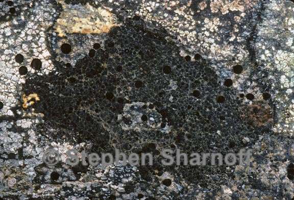 lichen 130 graphic