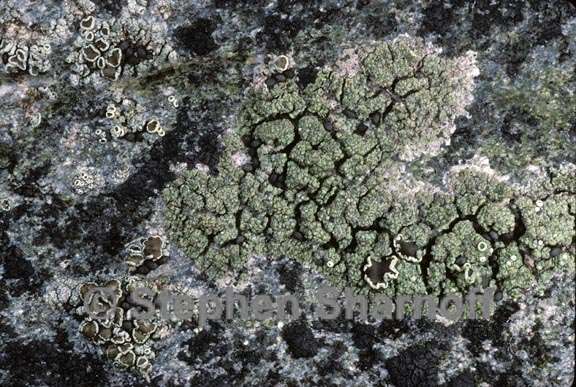 lichen 139 graphic