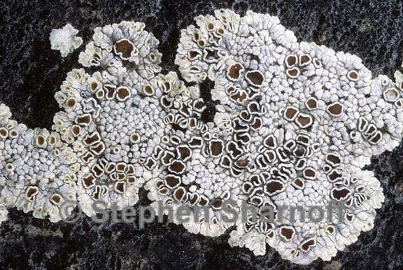 lichen 147 graphic