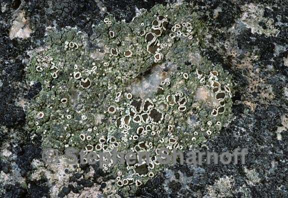 lichen 1487.15 graphic