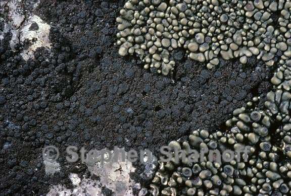 lichen 160 graphic