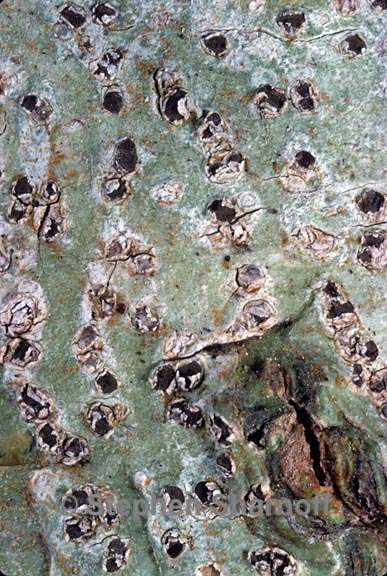 lichen 1544.16 graphic