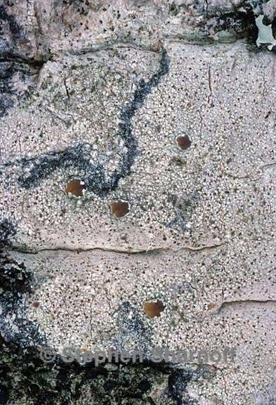 lichen 1549.24 graphic
