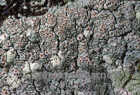 lichen 1564.04 graphic