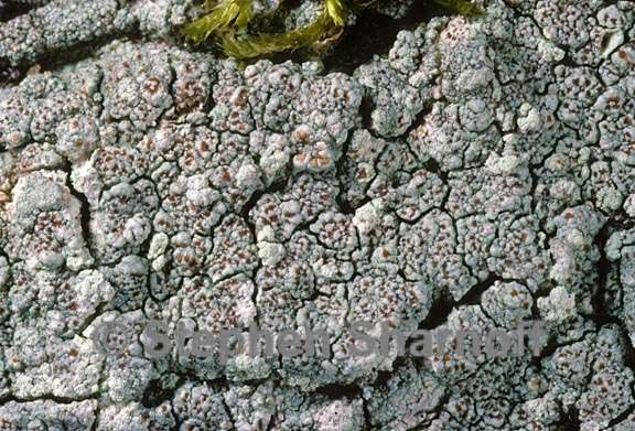 lichen 1564.09 graphic