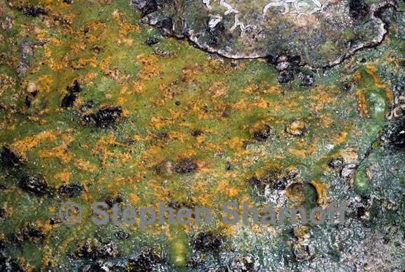 lichen 172 graphic