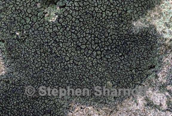 lichen 180 graphic