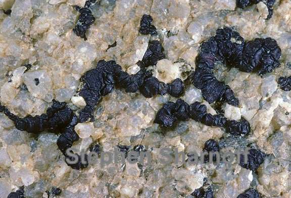 lichen 1600.03 graphic