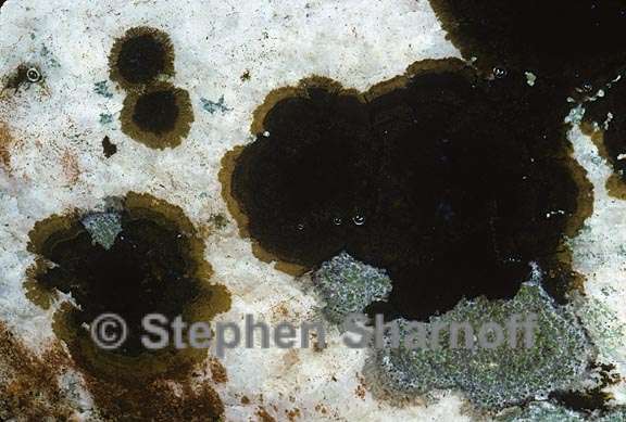 lichen 194 graphic