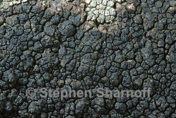 lichen 1641.07 graphic