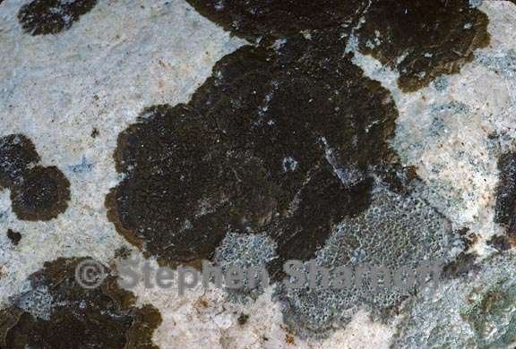 lichen 206 graphic