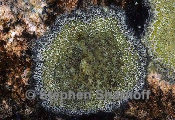 lichen 1676.19 graphic