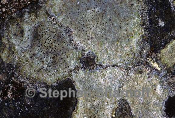 lichen 208 graphic