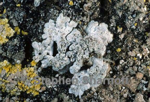lichen 222 graphic
