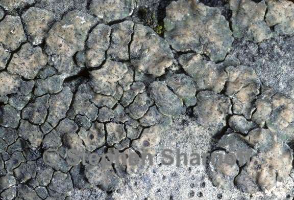 lichen 233 graphic