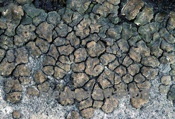 lichen 1750.06 graphic