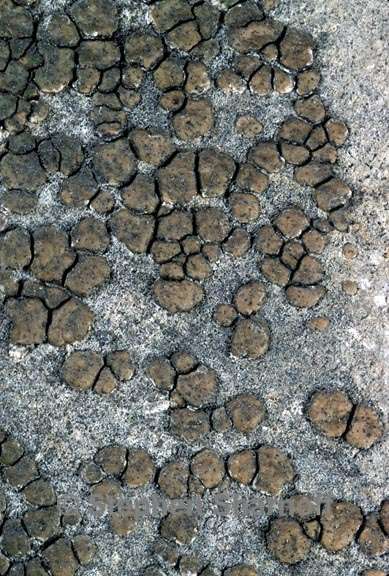 lichen 1750.09 graphic