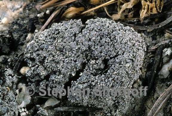 lichen 244 graphic