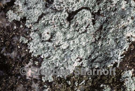 lichen 257 graphic