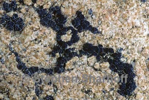 lichen 262 graphic