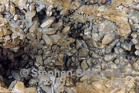 lichen 10 graphic