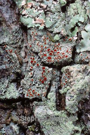 lichen 14 graphic