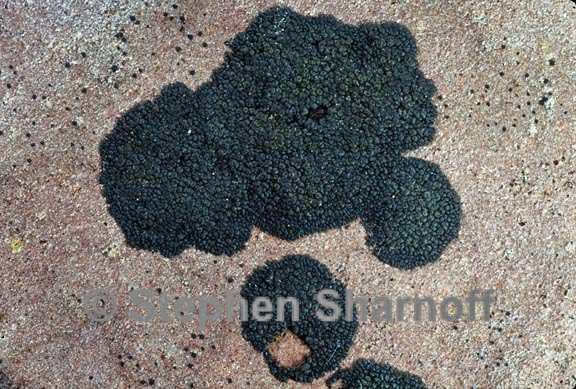 lichen 971_30 graphic