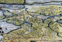lichen 1223.17 thumbnail graphic